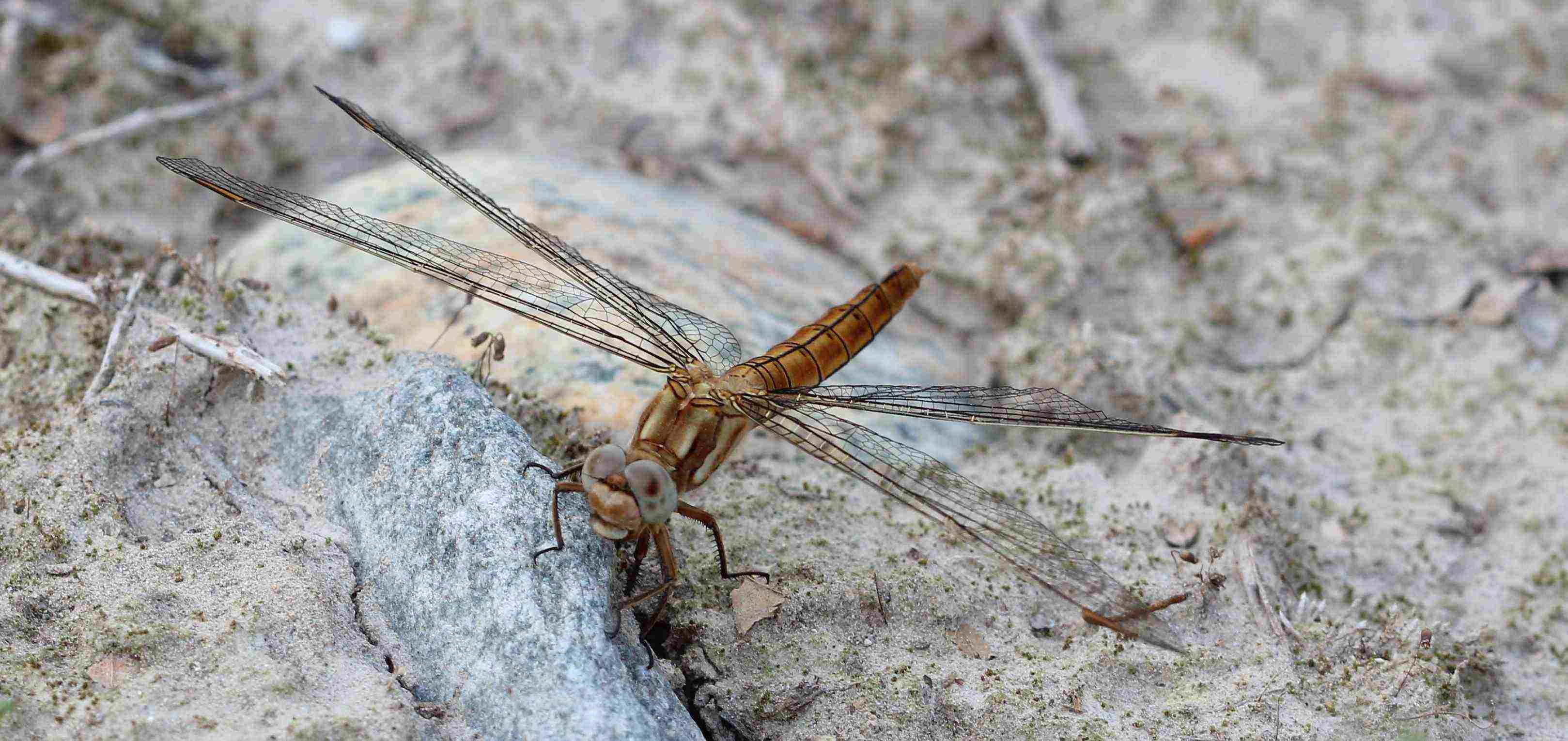 coerulescens o brunneum? - Orthetrum brunneum (femm.)